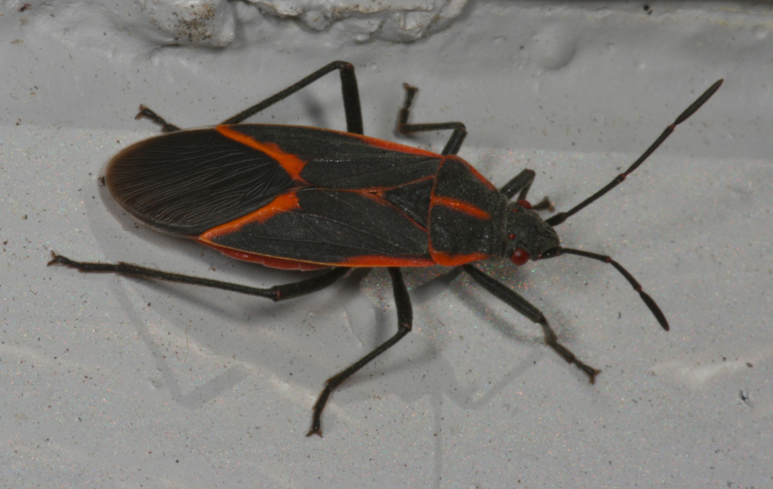 The eastern boxelder bug, Boisea trivittata, is widespread throughout 